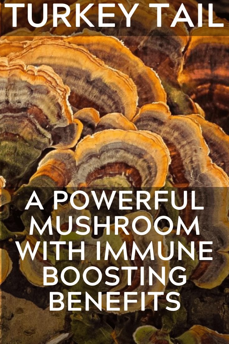 Turkey Tail A Powerful Mushroom With Huge Benefits