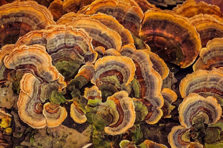 primal shroom reishi primalherb medicinal versicolor scientifically trametes fungi