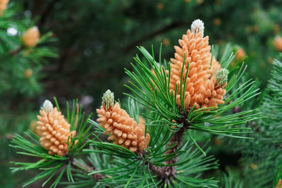 Pine Pollen Super Food - Does it Help Testosterone & DHEA Booster? |  