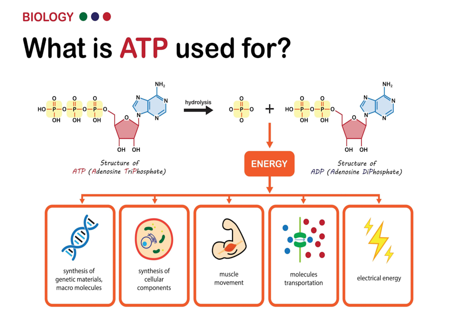 uses of atp a level biology essay