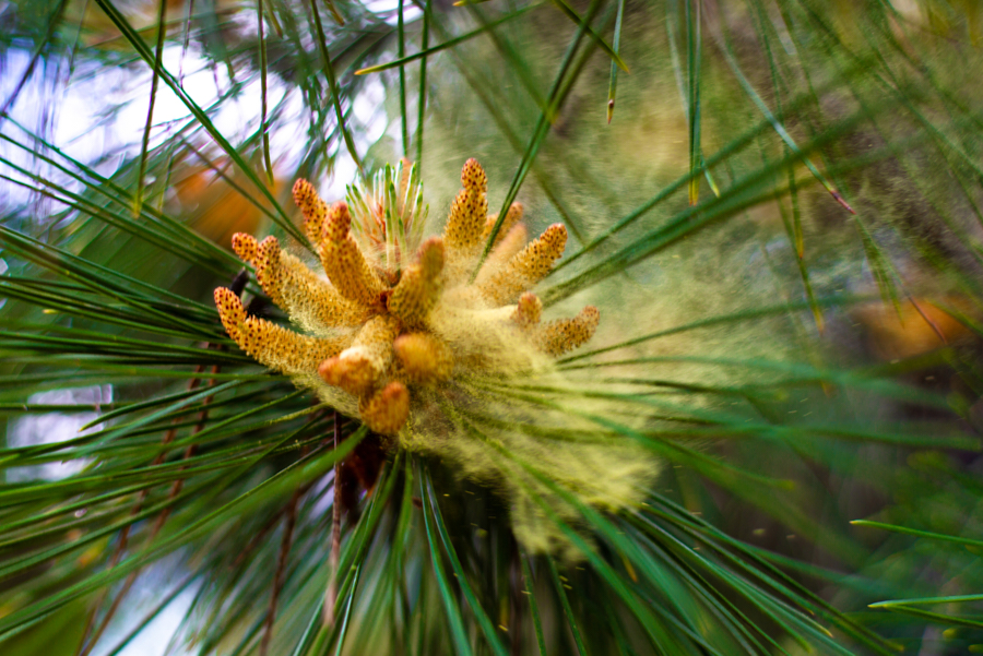 Pine Pollen Super Food - Does it Help Testosterone & DHEA Booster? |  
